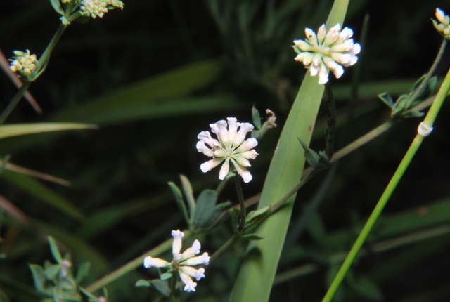 Lotus dorycnium (=Dorycnium pentaphyllum) / Trifoglino legnoso